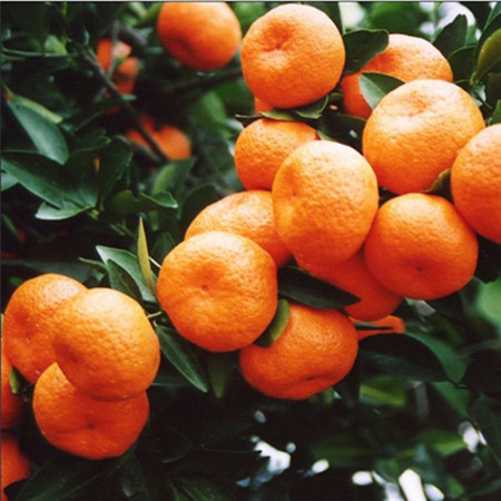 特早熟柑橘