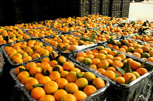 石门柑橘一般什么时候开始收购？
