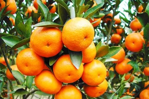 柑橘和柑桔有什么区别？