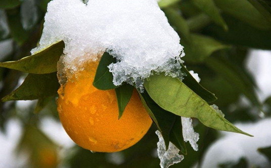 柑橘入冬护叶怎么做？