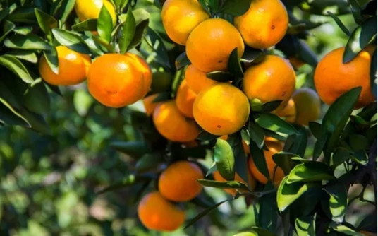 老橘农的柑橘园管理方法？