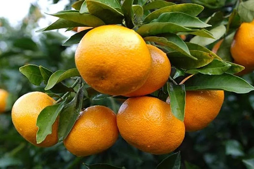 描写柑橘的十首诗句赏析