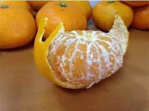 橘子皮蜗牛