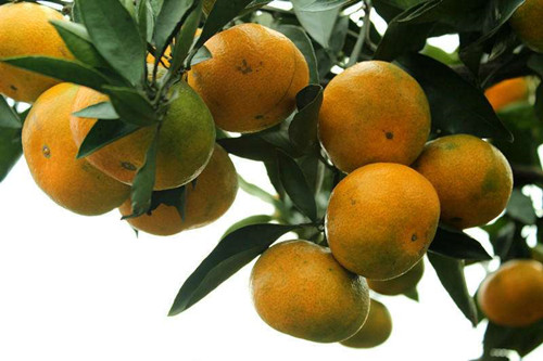 柑橘种植分布