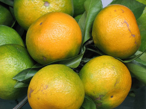 柑橘的加工制品