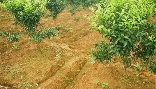 柑橘种植施农家肥