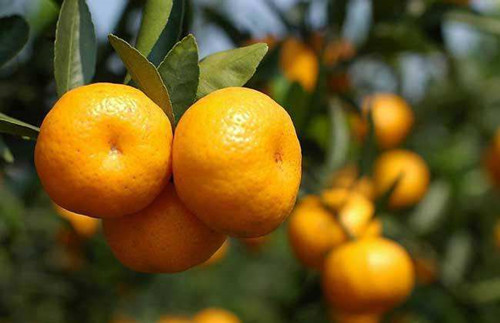 柑橘生产国十大排名