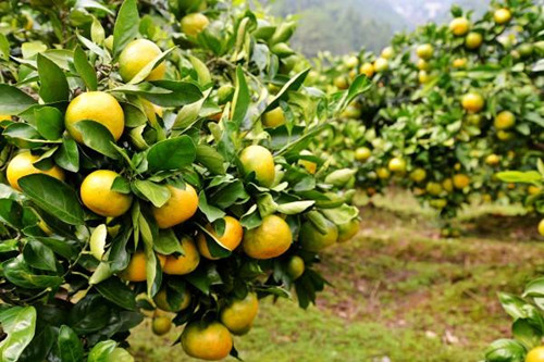 柑橘产业发展之路