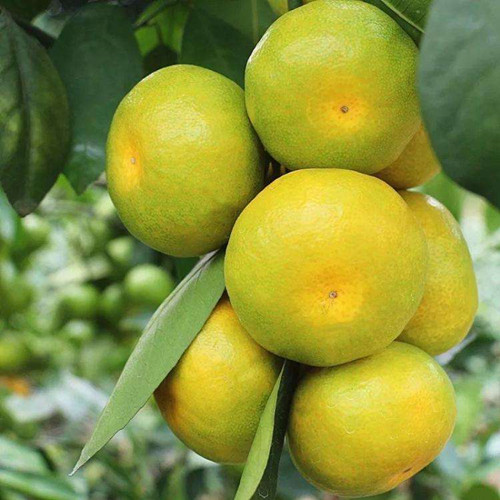 国内柑橘产区十大排名