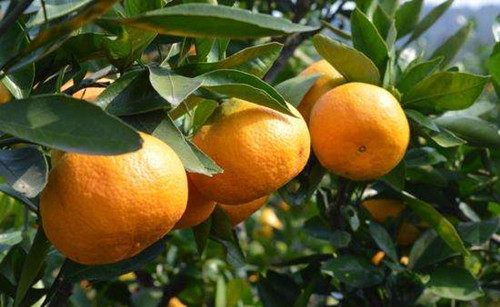 柑橘种植产区十大排名
