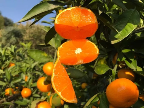 石门柑橘即将新鲜上市
