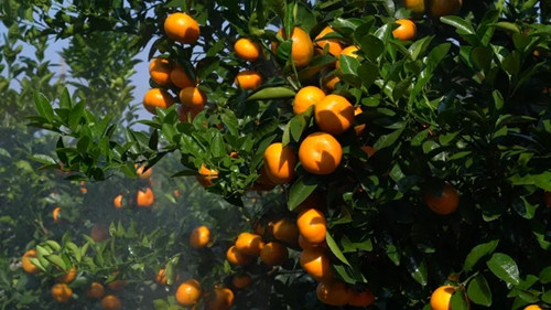 石门柑橘上市了