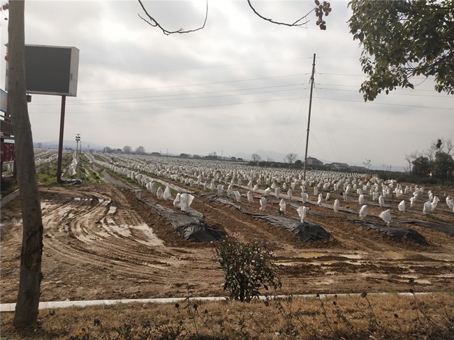 5000亩高标准柑橘特色产业示范园实拍图02