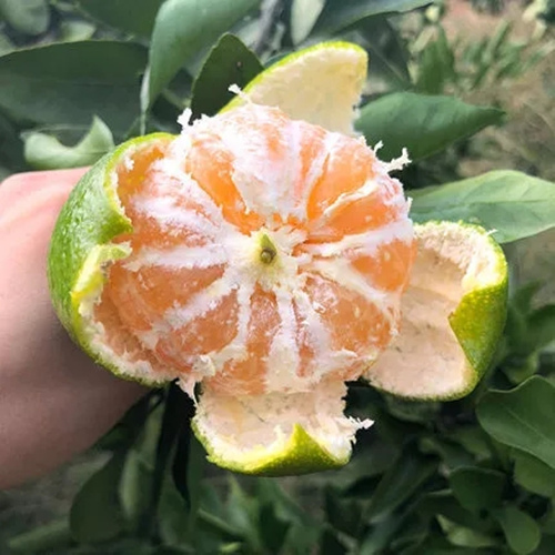 石门柑橘味道如何