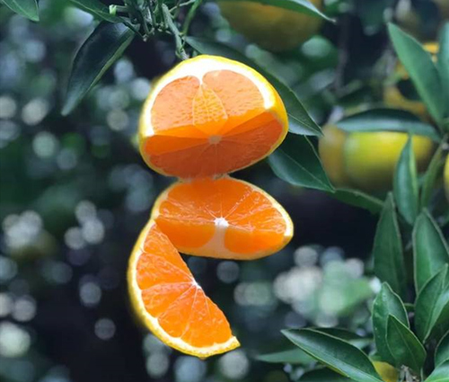 橘子的功效与作用(好处)及禁忌有哪些